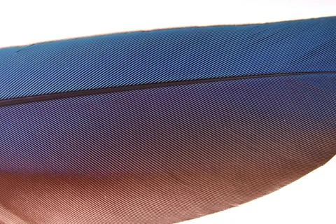 Colourfull feather of parrot 스톡 사진