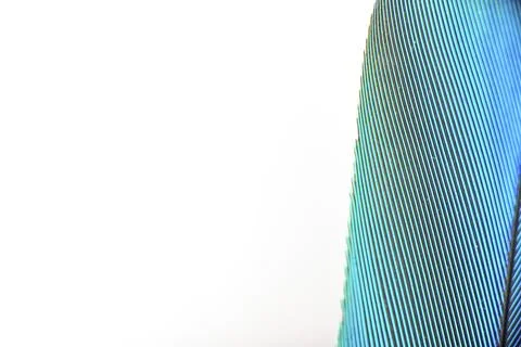 Colourfull feather of parrot 스톡 사진