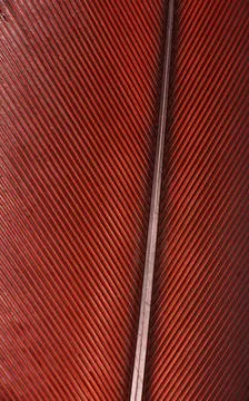 Colourfull feather of parrot 스톡 사진