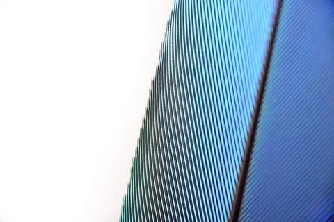 Colourfull feather of parrot 스톡 사진