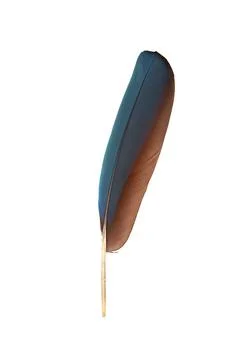 Colourfull feather of parrot 스톡 사진