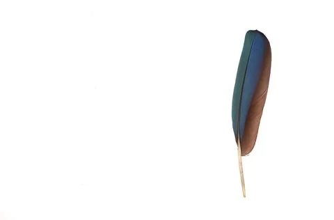 Colourfull feather of parrot 스톡 사진