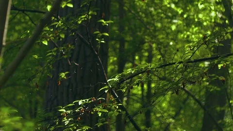 Colourfull green. Retro look Forest. Summertime Stock Footage 76098073