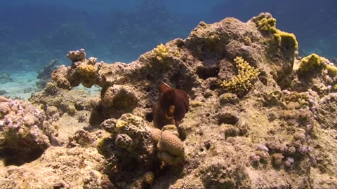 Colourfull Octopus posing for the camera 1:8 Stock Footage 163549577