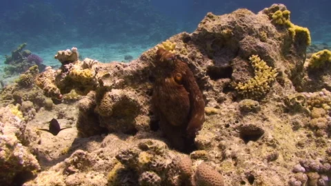 Colourfull Octopus posing for the camera 2:8 Stock Footage 163549590