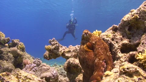 Colourfull Octopus posing for the camera 3:8 Stock Footage 163549587
