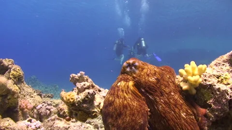Colourfull Octopus posing for the camera 4:8 Stock Footage 163549600