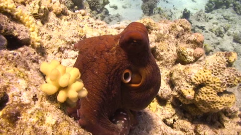 Colourfull Octopus posing for the camera 5:8 Stock Footage 163549598