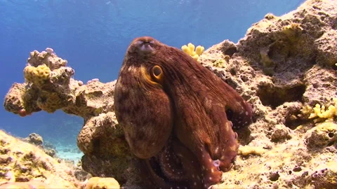 Colourfull Octopus posing for the camera 6:8 動画素材 163549615