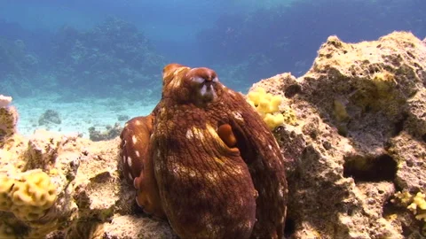 Colourfull Octopus posing for the camera 7:8 Stock Footage 163549625