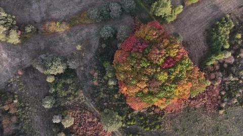 Colourfull patch of trees during autumn Stock Footage 320673328