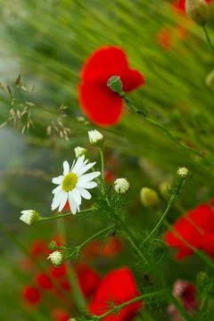 Colourfull summer meadow Stock Photos