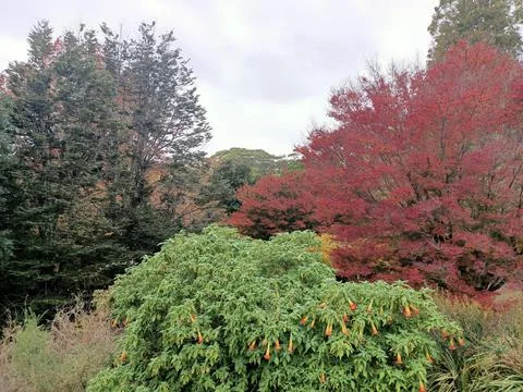 Colours of Autumn Stock Photos