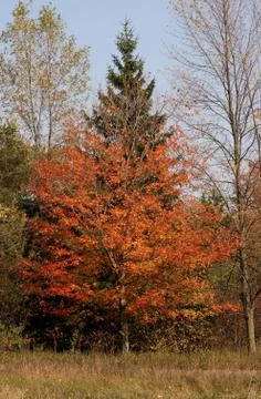 Colours of the fall Stock Photos