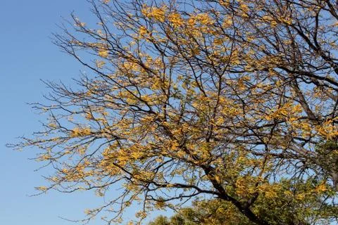 Colours of the fall. Stock Photos