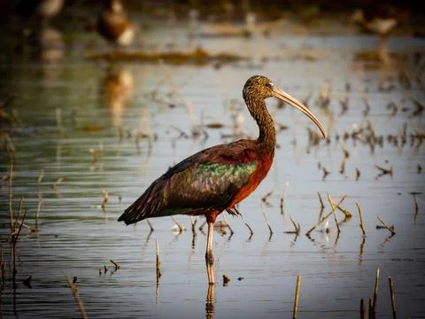 Colours of Glossy Ibis Stock Photos