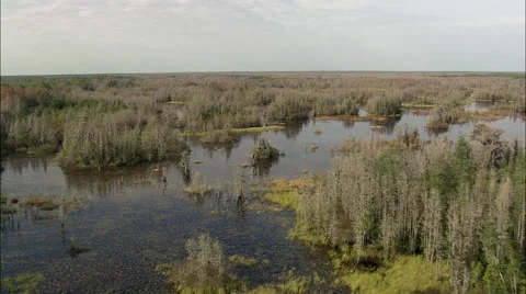 Colours In The Okefenokee Swamp Видео 65431653