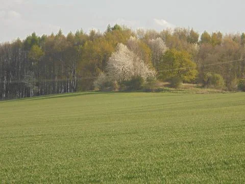 Colours of spring demonstrated by multiple blooming trees. Stock Photos