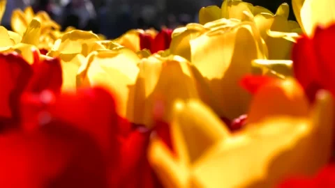 Colours Tulip Macro HD Stock-Footage 201294200