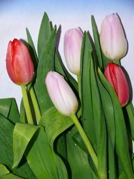 Colours tulip on the spring Stock Photos