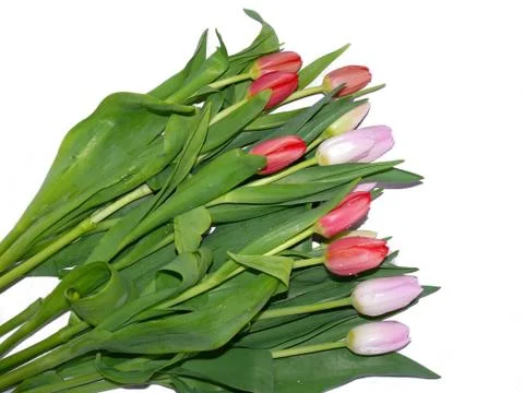 Colours tulips Stock Photos