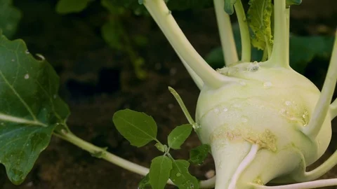 Colrabie Closeup Stock Footage 124078545