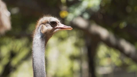 Colse up, Ostrich Stock Footage 97889856