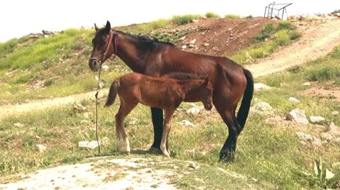 Colt and mare Stock Footage 10123883