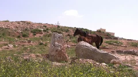 Colt and mare Stock Footage 10594480