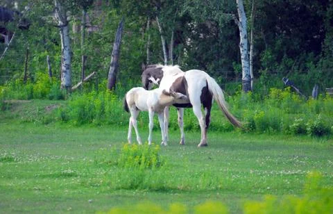 Colt and mare Foto stock
