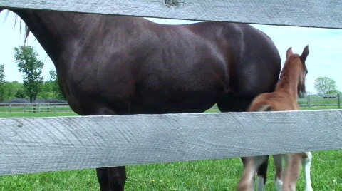 Colt being bashful Video stock 718187