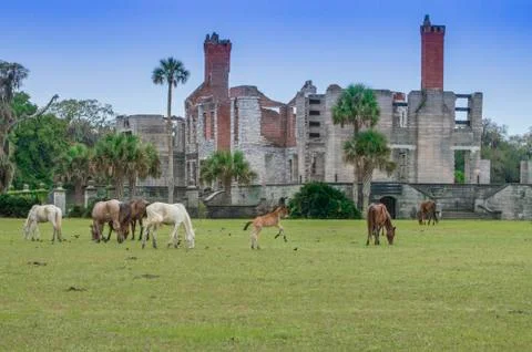 Colt Dance Stock Photos