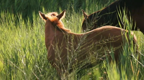 Colt eating 스톡 동영상 793148