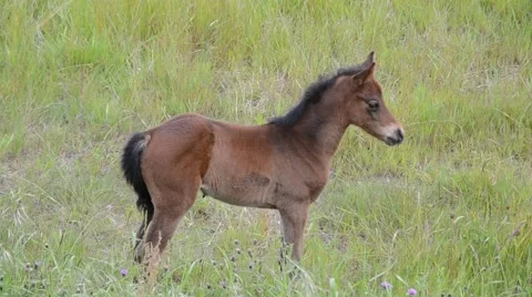 Colt grazing in the field 스톡 동영상 48138846