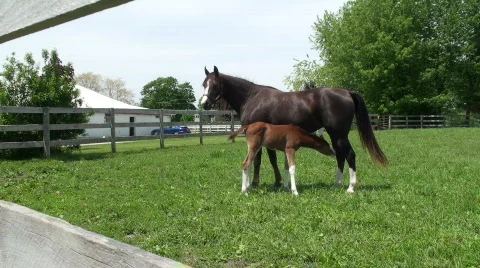 Colt Grazing  Video stock 716019