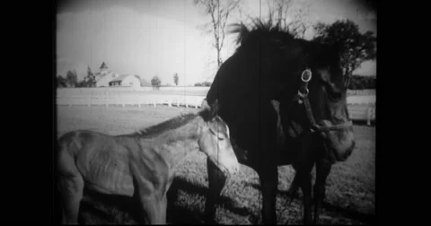 Colt grazing with thoroughbred Stock Footage