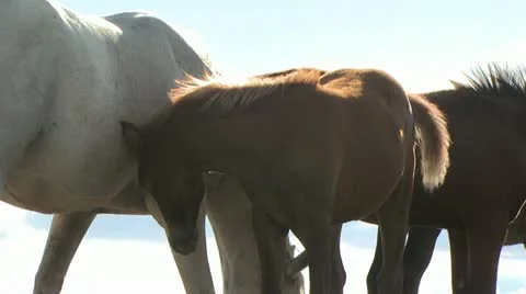 Colt With Its Mother 스톡 동영상 19065296