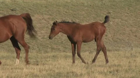 A Colt Walking In A Field 스톡 동영상 19306844