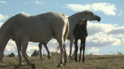 Colts and Mares On A Hilltop Video stock 19065007