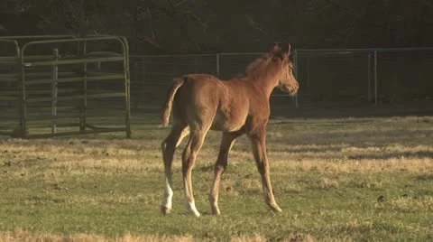 Colts Walking in  a Corral 動画素材 19305764