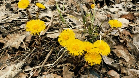 Coltsfoot flower in spring. Stock Footage 106767028