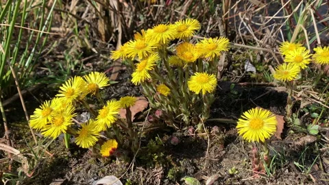 Coltsfoot in flower in spring. Vídeo Stock 151953598