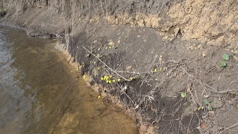 Coltsfoot flowers on the spring riverside, 4K ultra hd 2160p video footage Stock Footage 86008548