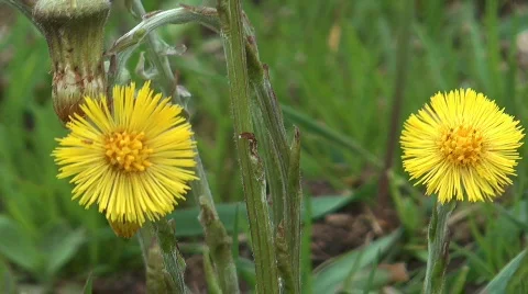 Coltsfoot. Stock Footage 710857
