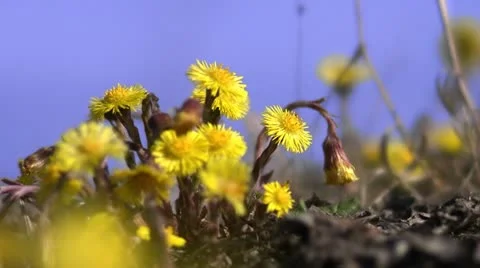 Coltsfoot Stock Footage 11302090