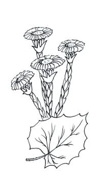 Coltsfoot graphic Stock Illustration