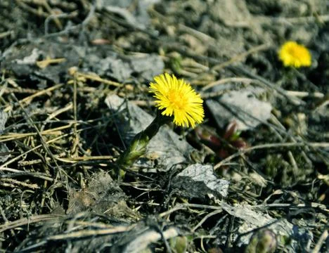 Coltsfoot Stock Photos