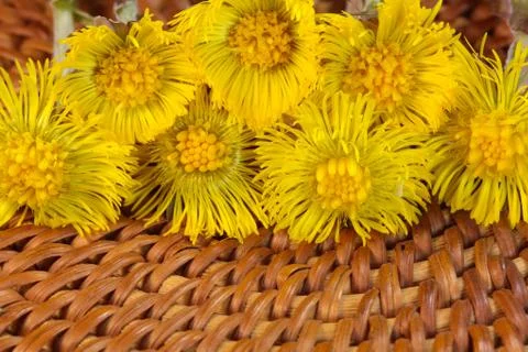 Coltsfoot Stock Photos
