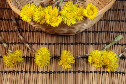 Coltsfoot Stock Photos