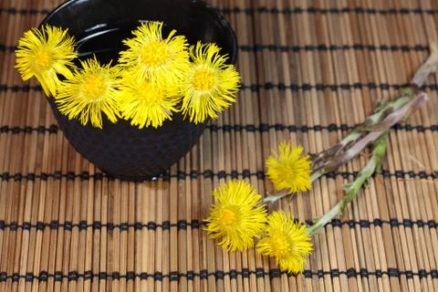 Coltsfoot Stock Photos